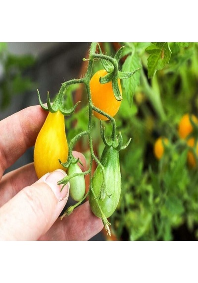 Armut Görünümlü Yellow Pear Domates Tohumu 15 Tohum 1 Paket