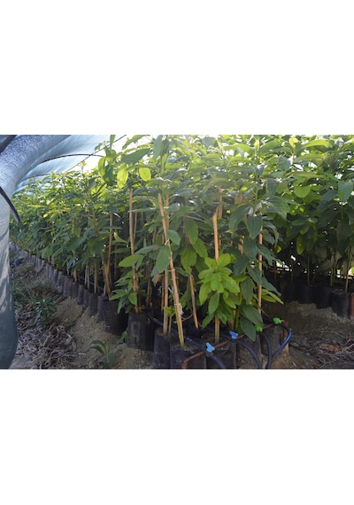 Aşılı Tüplü Fuerte Avokado 2 Yaş Boy 60-90 Cm