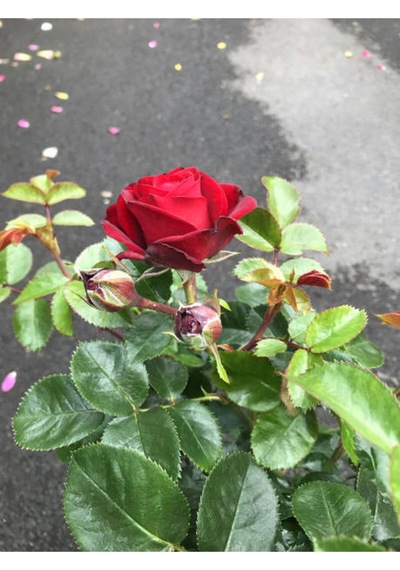 Kırmızı Bulgar Gülü Çiçeği 1 Adet Saksılı 40-60cm Bahçe Bitkisi Bulgar Red Rose