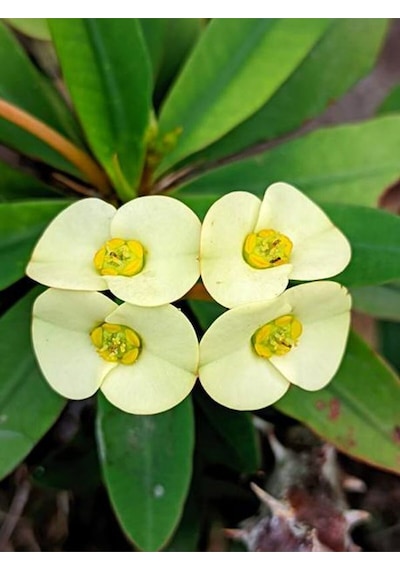 Videolu Sarı Çiçekli Milli Dikenler Tacı Mini Saksıda 1 Adet 5-10 Cm Iç/dış Mekan Bitki Euphorbia