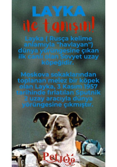 Petjoo 22.Layka Kırmızı-Mavi Qr'lı Köpek Künyesi