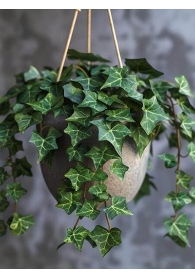Yoğun Yapraklı, Canlı Duvar Sarmaşığı 40-60 Cm Hedera Helix Türü