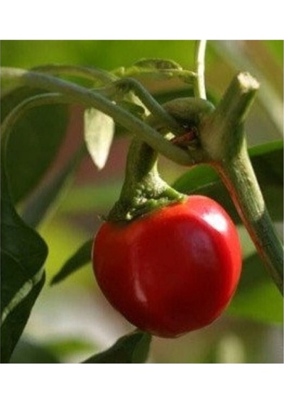 Süper Paket Cherry Acı Kiraz Biber Tohumu Yakantop Acı Biber Tohumu 150 Adet Tohum