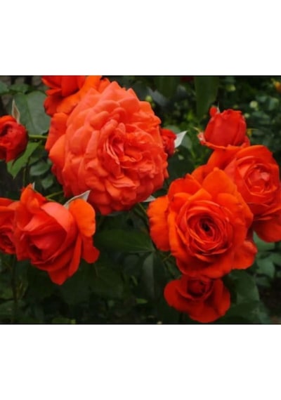 Ponpon Nar Çiçeği 3 Adet Gül Fidanı Yediveren 50-80 Cm Pomegranate Blossom Rose Sapling