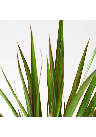 Ikea Dracaena Margınata Canlı Bitki, Yeşil, 12 Cm, Dragon Ağacı