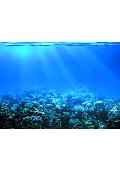 Kanki Pet 55 cm KP5540022 Akvaryum Arka Fon Yapıştırma  55x40 cm