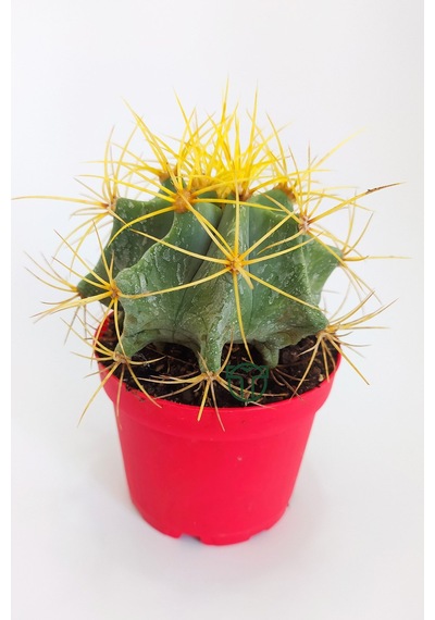 Ferocactus Glaucescens Sarı Dikenli Nadir Özel Tür Kaktüs Büyük B