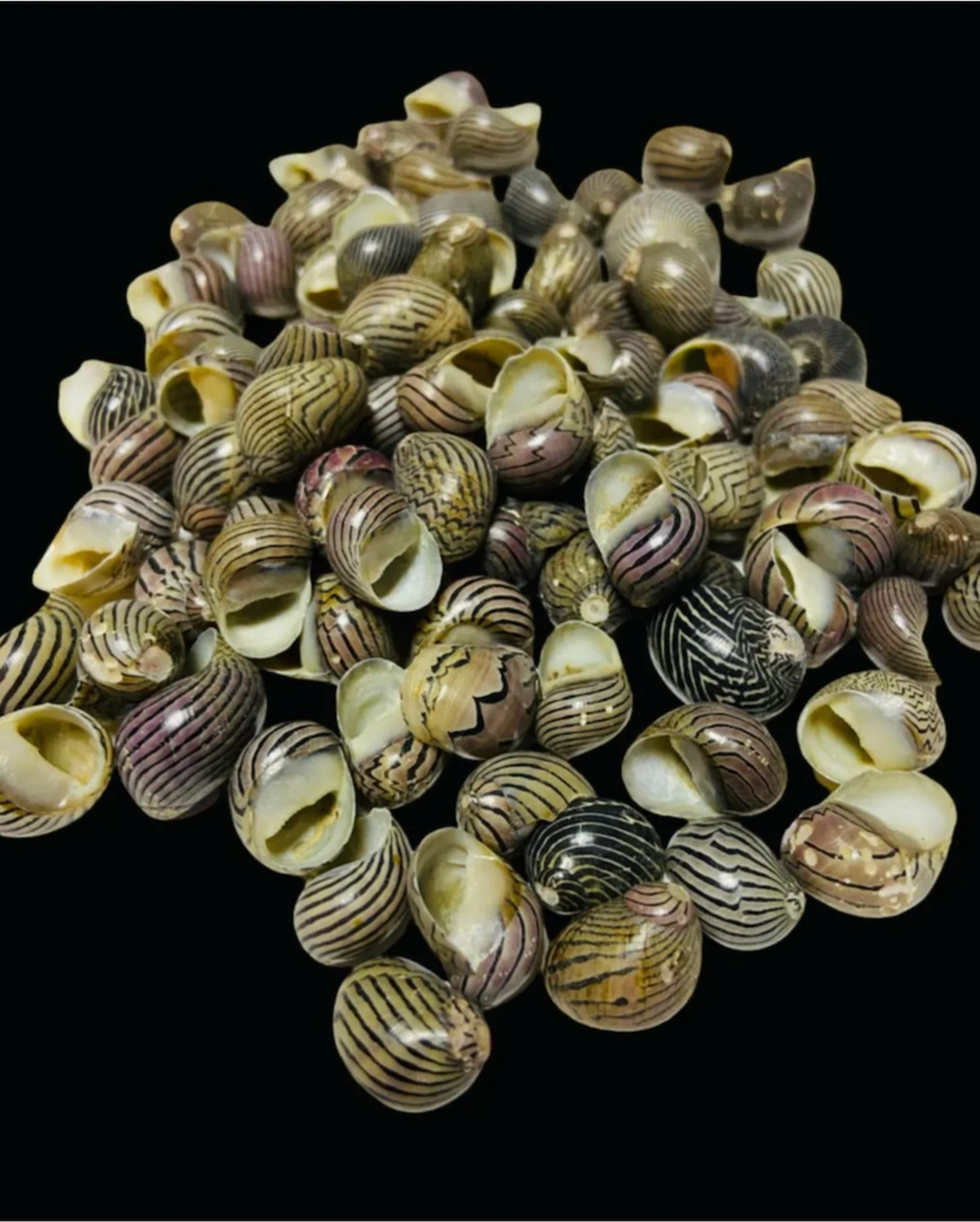 Dekoratif Gerçek Ithal Deniz Kabukları 50gr / Kına / Hediye / Dekorasyon