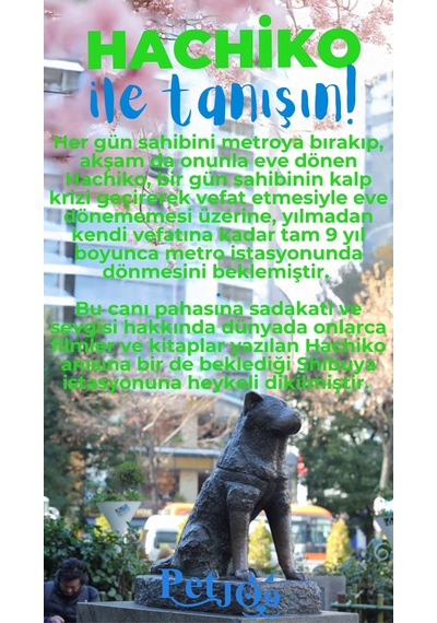 Petjoo 19.Hachiko Mavi-Yeşil Qr'lı Köpek Künyesi