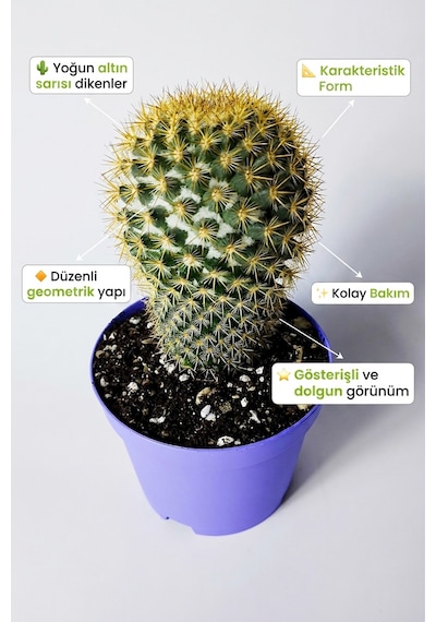 Mammillaria Flavicentra Kaktüs Altın Dikenli Koleksiyonluk Özel Seri 8.5 Cm Saksıda
