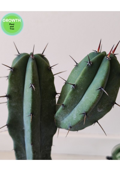 Blue Myrtillocactus 1 Adet