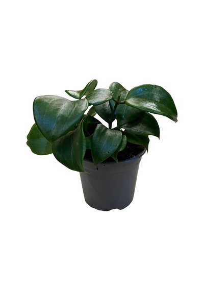 Hoya Quinquenervia (Mum Çiçeği) Ø12 CM Y15-20 CM