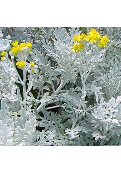 Gümüşi Cineraria Senecio Cineraria Fidanı - Bahçenize Zarif Bir