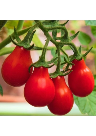 Red Pear Kırmızı Ampül Domates Tohumu 15 Tohum