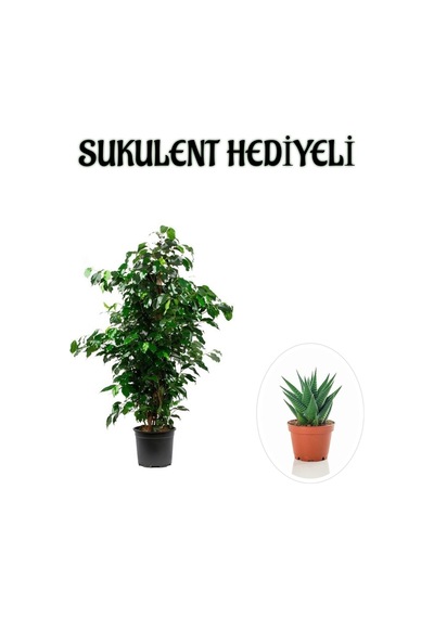 Hediyelik Yeşil Renk Benjamin Bitkisi Sevgililer Gününe Özel Sukulent Hediyeli