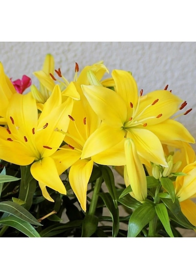 Kokulu Sarı Fancy Joy Lilium Zambak Soğanı (1 adet)