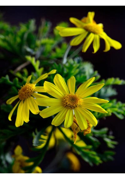 Videolu Sarı Çalı Papatya 4 Adet Saksılı/ Tüplü 20-40 Cm Dış Mekan Bitkisi Coreopsis