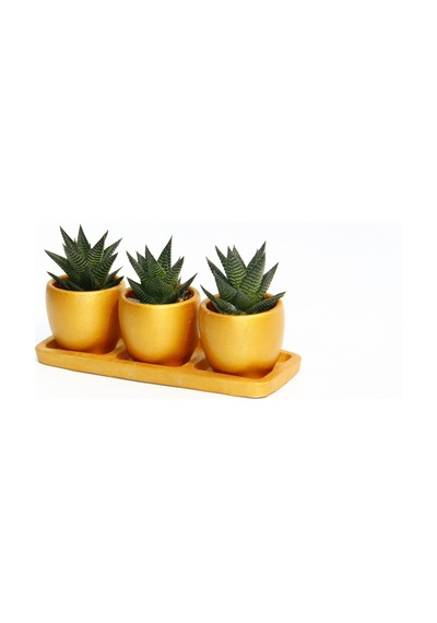 Trio Orange Sukulent Seti - Haworthia Limifolia