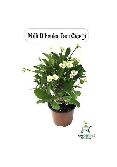 Dolgun Formlu Beyaz Renk Dikenler Tacı 1 Adet 20-25cm