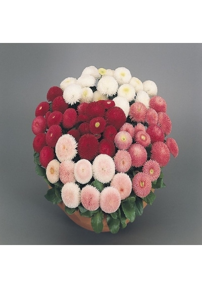 Mix Katmerli Bellis Perennis Ponpon İngiliz Çayır Papatyası Çiçeğ