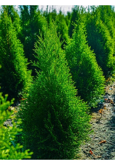 Videolu Limoni Servi Limon Kokulu Limon Çamı 30 40 Cm 1 Adet Saksılı Cupressus Macrocarpa