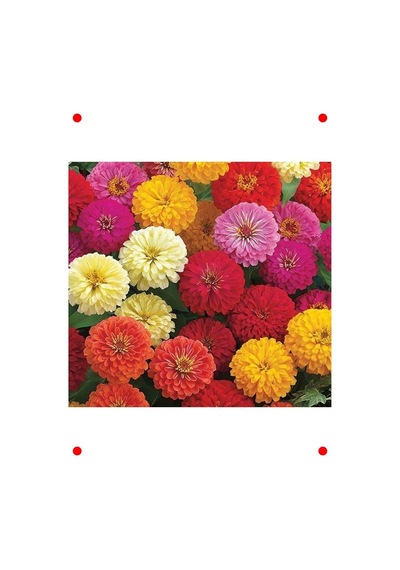Karışık Renk Kirli Hanım Çiçeği Tohumu Zinnia - 5 Adet