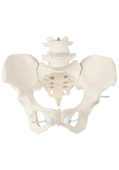 Elastik Bağlantılı Kadın Pelvis Modeli - Kadın Pelvis Maketi Hareketli 01