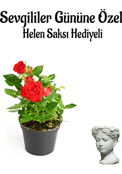 Kadınlar Gününe Özel Hediyelik Kırmızı Renk Gül Fidanı Helen Saksı Hediyeli