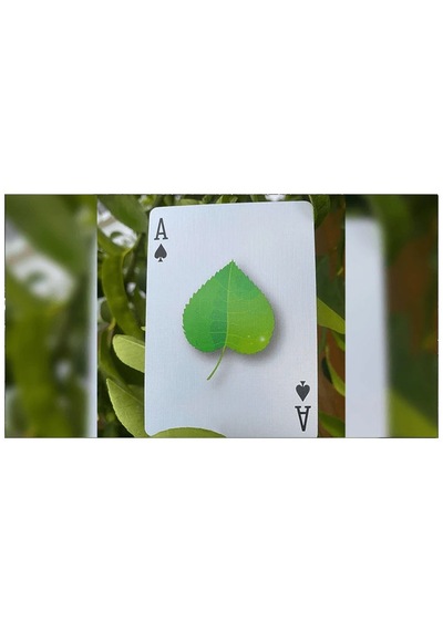 Bicycle Leaf Oyun Kağıdı İskambil Kartları