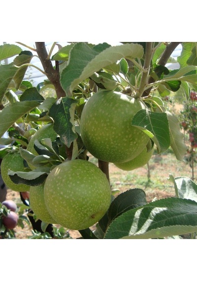 3 Yaş Aşılı Granny Smith Elma Fidanı Yarı Bodur