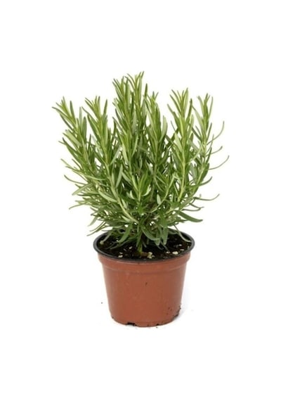 Aromatik Biberiye Fidanı 10-20 Cm