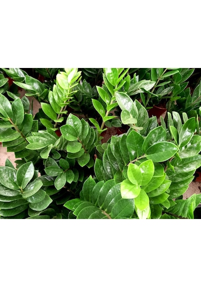 Zamia Bitkisi - Zeze Çiçeği 2 Adet  2948