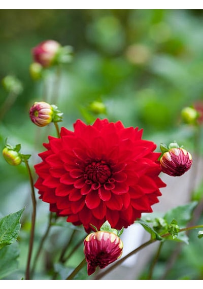 Videolu Kırmızı Dalia Fidanı 20 40 Cm 1 Adet Saksılı Çiçekli Bodur Bitki Dahlia