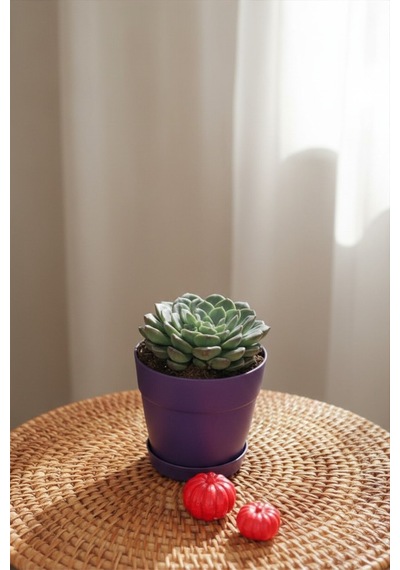 Echeveria 'blue Prince'
