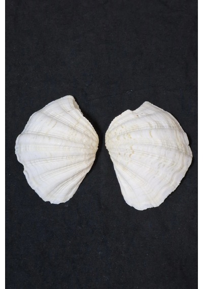 İki Parçalı Deniz Kabuğu Tridacna Gigas 30-p2