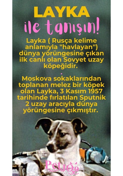 Petjoo 22.Layka Pembe-Sarı Qr'lı Köpek Künyesi