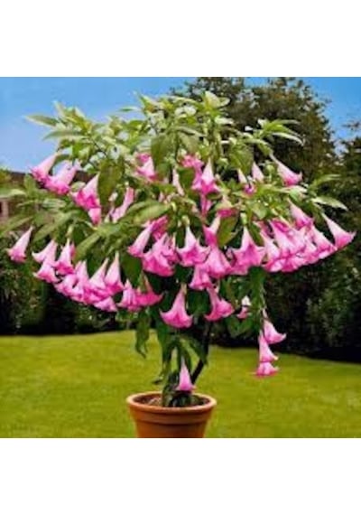 20 Adet Tohum Nadir Bulunan Angel Pembe Trumpet Çiçeği Tohumu Bal