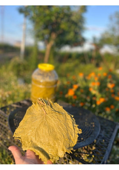 Alaşehir Sarıgöl 2026 Yaprak Salamura 5 Kg'lık Pet
