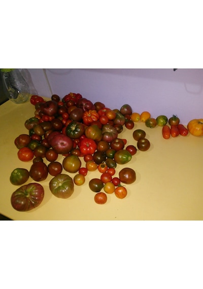 20+ İtalyan San Marzano Sosluk Domates Tohumu N114620