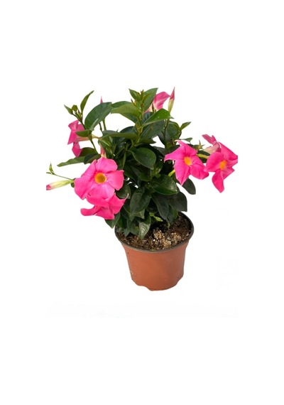 Pembe Çiçekli Mandevilla Sandavilla Saksılı Tırmanıcı, 30-60 Cm, Dış Mekan Sarmaşık
