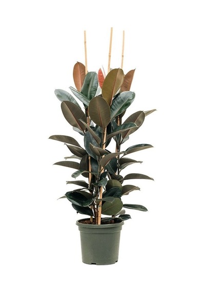 Kauçuk Ficus Elastica 40- 60 Cm 2 Adet