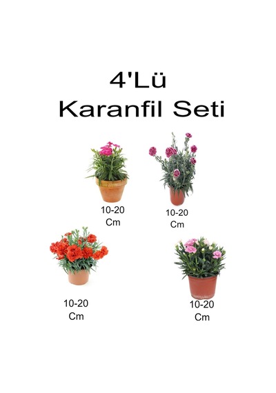 4'lü Set Alacalı Kırmızı- Kırmızı Karanfil + Koyu- Açık Pembe Karanfil Çiçeği Dış Mekan Bitkisi