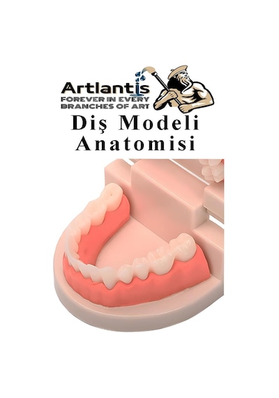 Diş Modeli Anatomisi 1 Paket İnsan Diş Çene Modeli Eğitci Fen Biyoloji Deney Maketi Diş Maketi