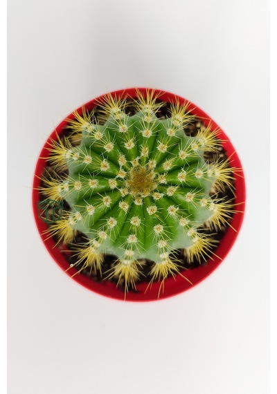 Notocactus Leninghausii Golden Ball Kaktüs 8.5 CM Kırmızı Saksıda BüyükBoy Kaktüs