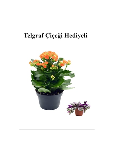 Kadınlar Gününe Özel Turuncu Renk Kalanşo-emel Hanım Çiçeği Telgraf Hediyeli