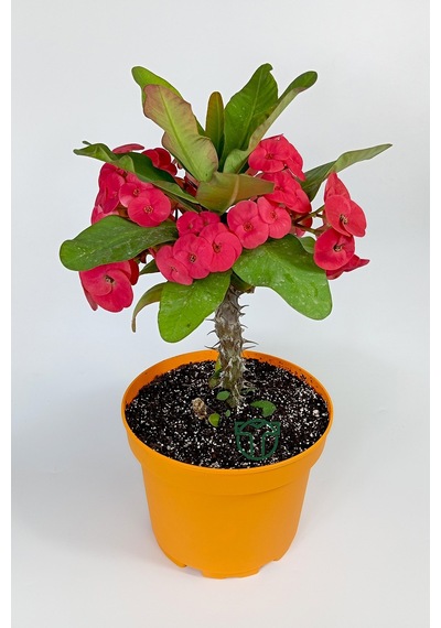 Euphorbia Milii Eforbia Büyük Çiçekli Dikenler Tacı Koyu Pembe