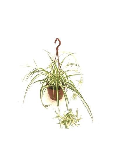 Kurdele Çiçeği, Beyaz Çizgili Kordela Çiçeği Fidanı 10-20 Cm