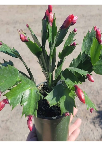 Yılbaşı Çiçeği 1 Adet Saksılı Schlumbergera Red - Kaktüs - Yılbaşı Çiçeği