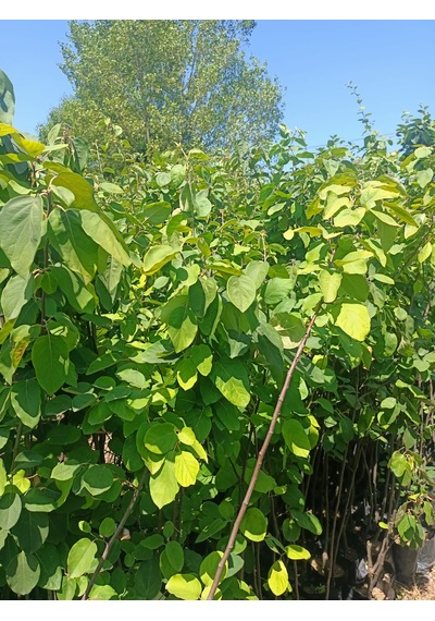 Yeşil Deniz Fidancılık Tüplü Eşme Ayva Fidanı 100-150 Cm
