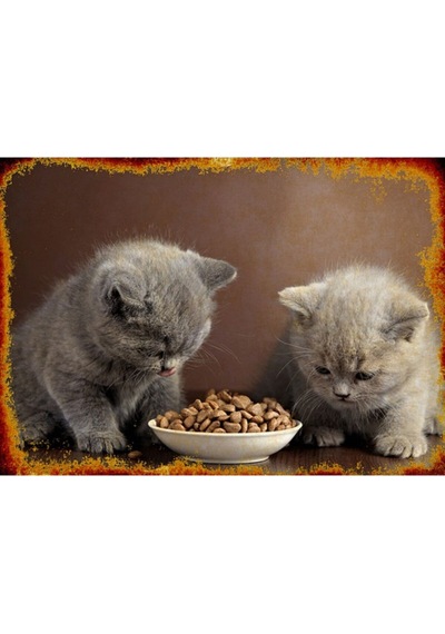Kedi Ödül Maması Ördekli 60 Gr 12 Adet